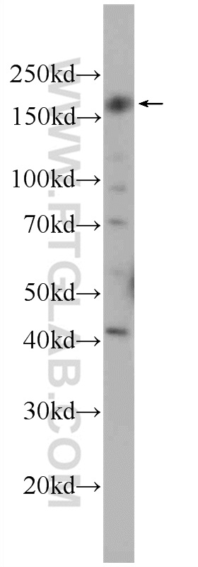 WB analysis of HEK-293 using 22227-1-AP