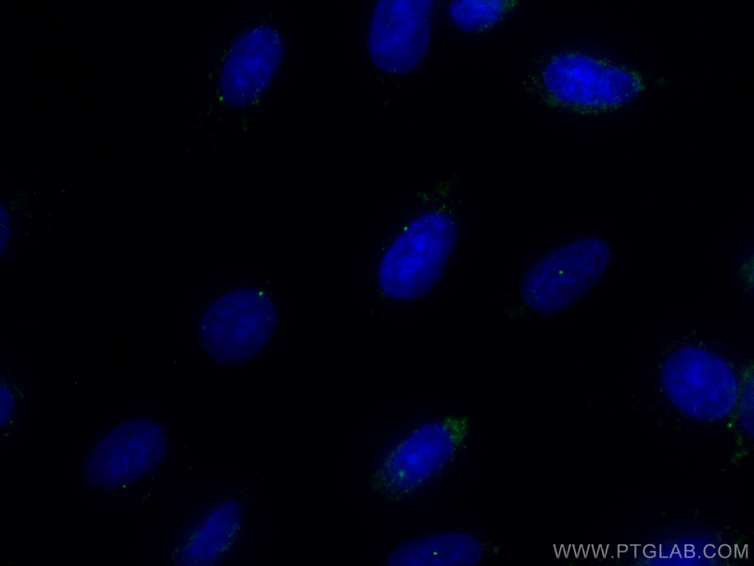 IF Staining of MDCK using CL488-22227