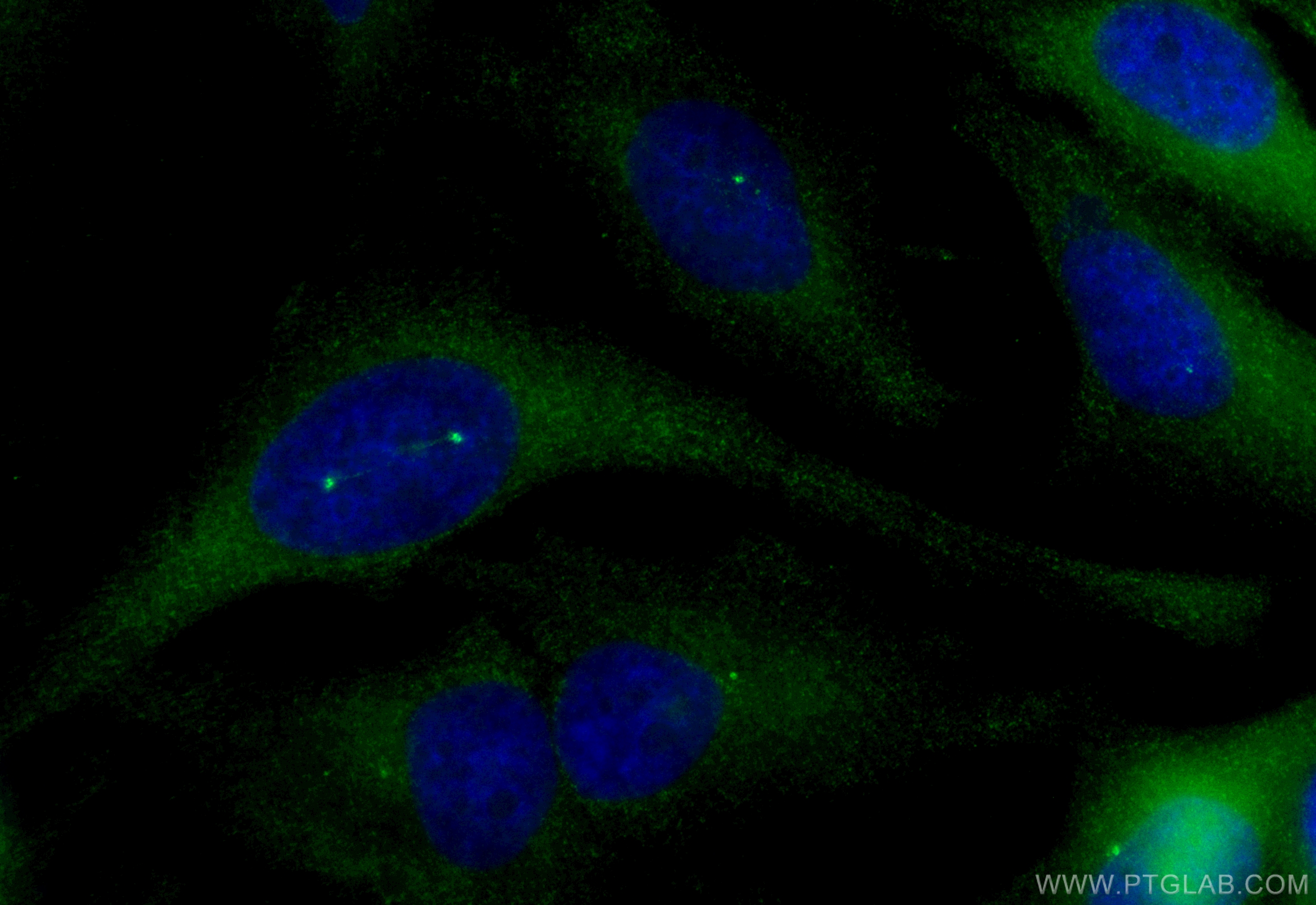 IF Staining of HeLa using CL488-18899
