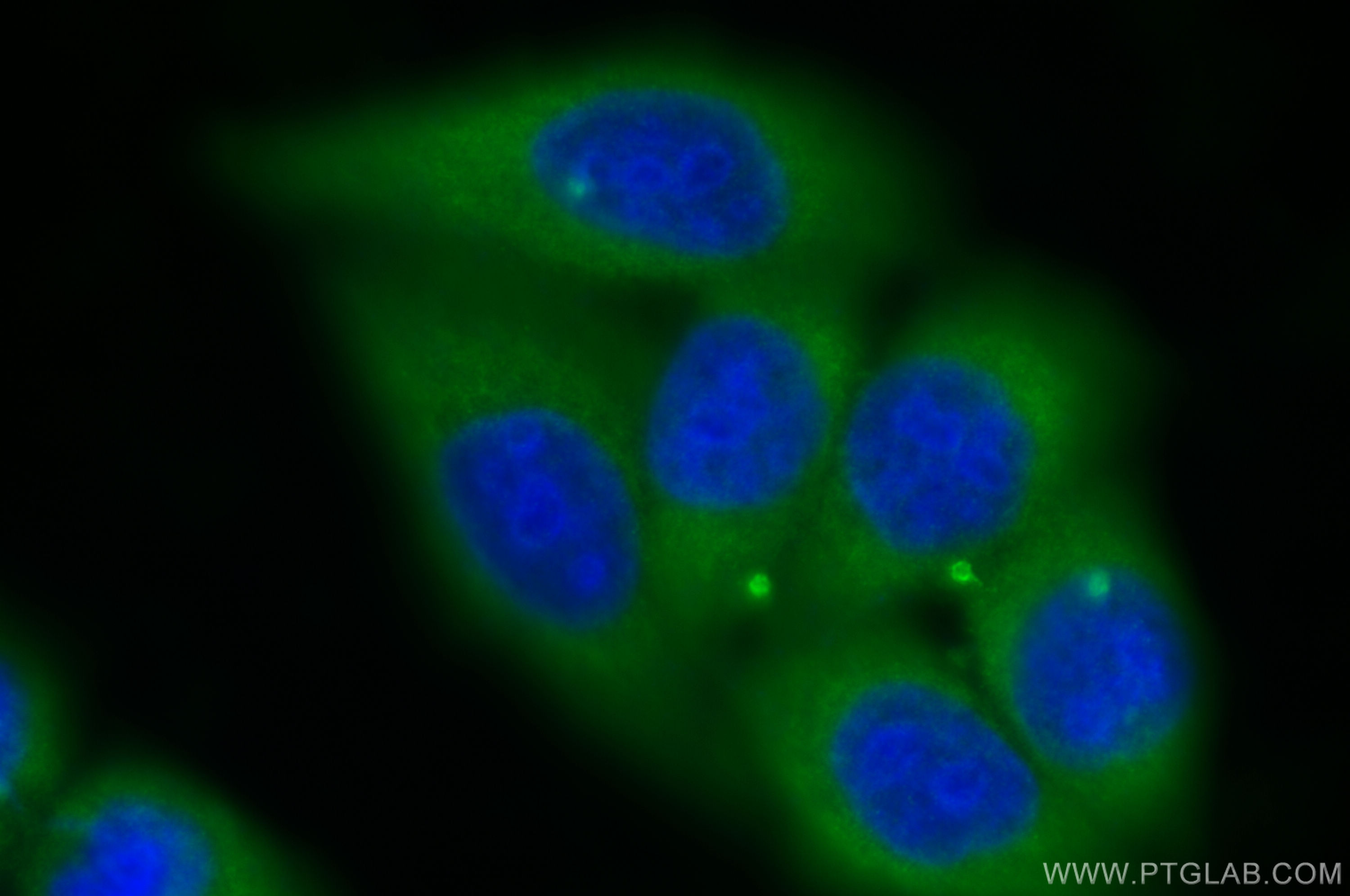 IF Staining of HepG2 using 23891-1-AP