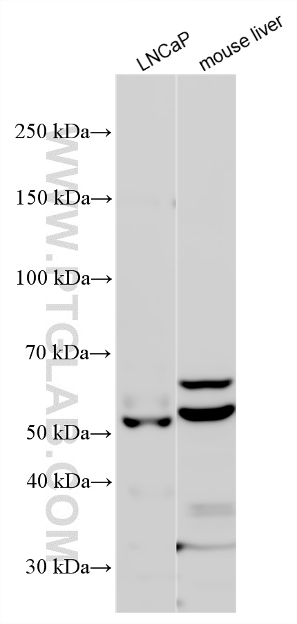WB analysis using 16268-1-AP