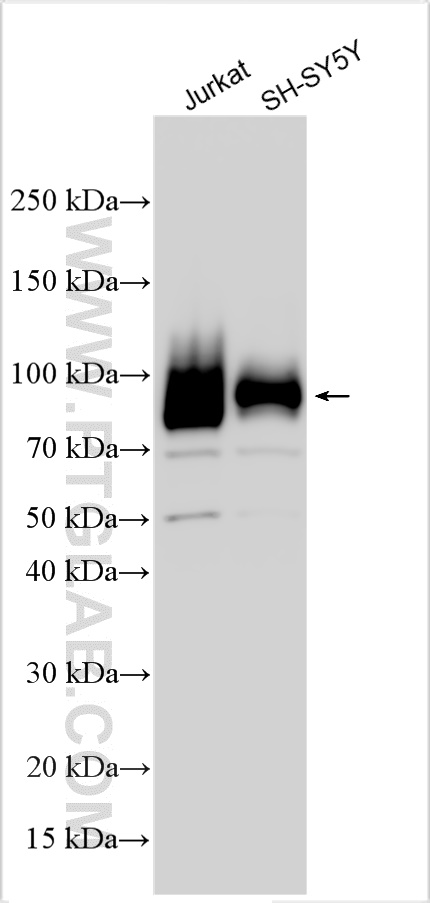 WB analysis using 15147-1-AP