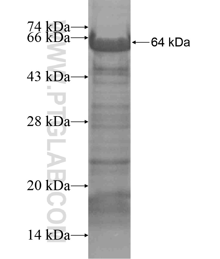 CEP97 fusion protein Ag17456 SDS-PAGE