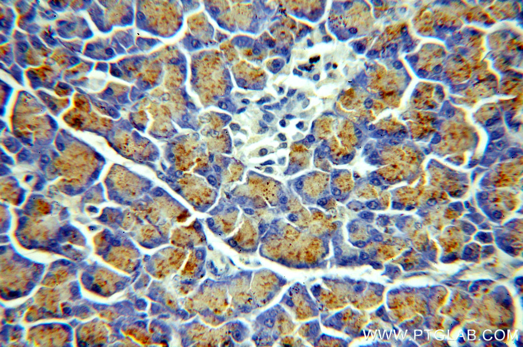 IHC staining of human pancreas using 20496-1-AP