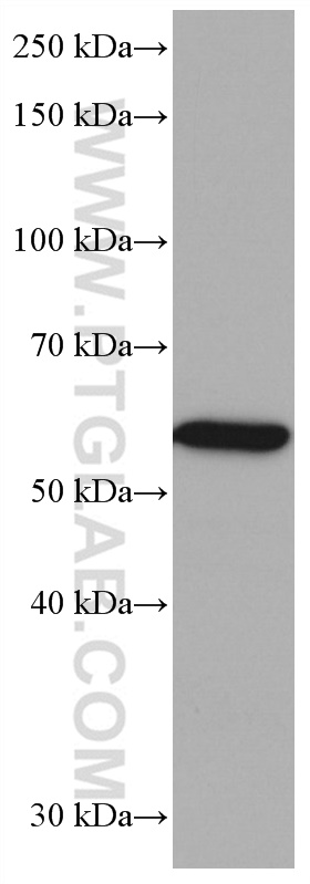 WB analysis of U-937 using 67079-1-Ig