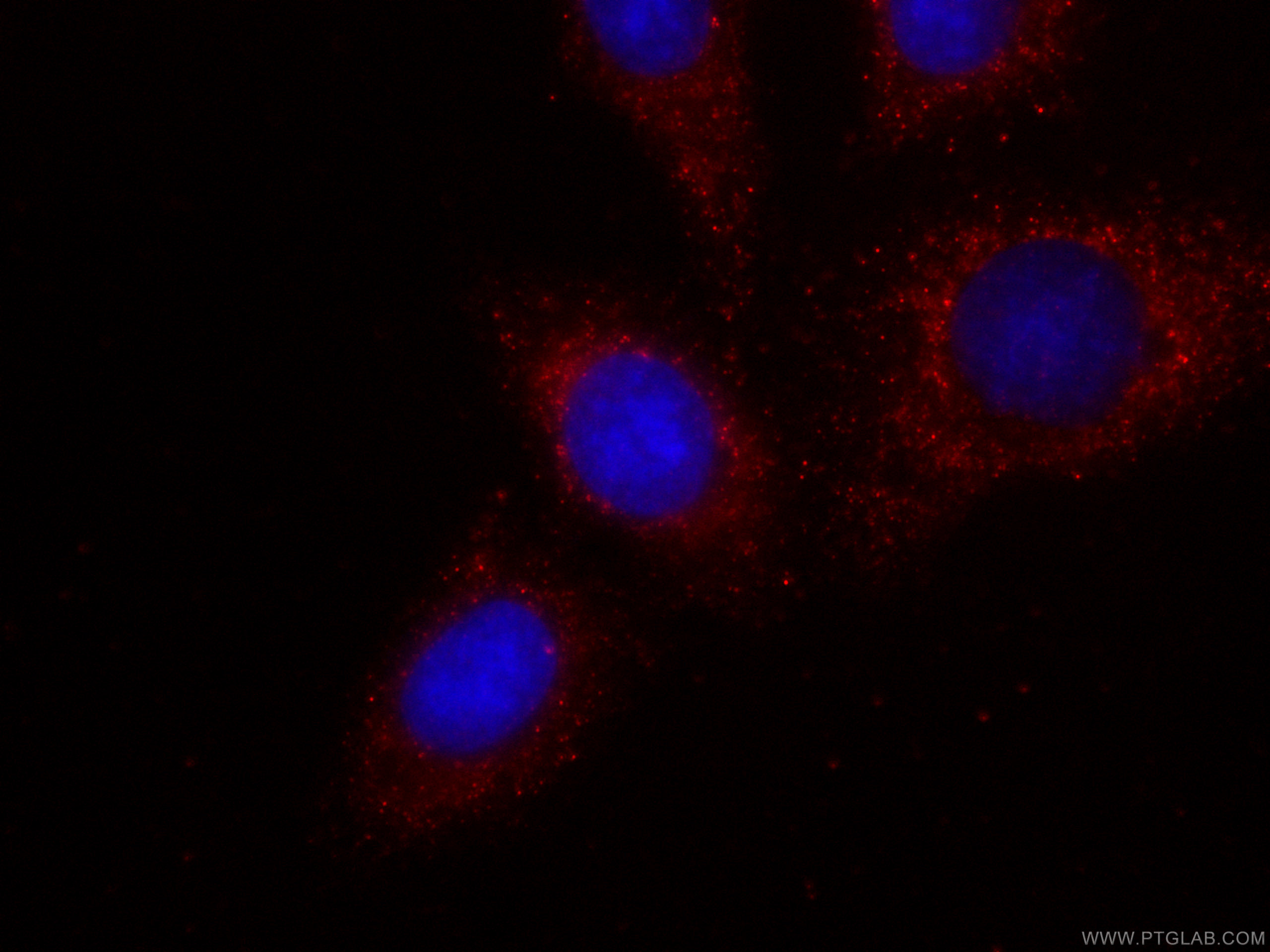 IF Staining of HepG2 using CL594-67079