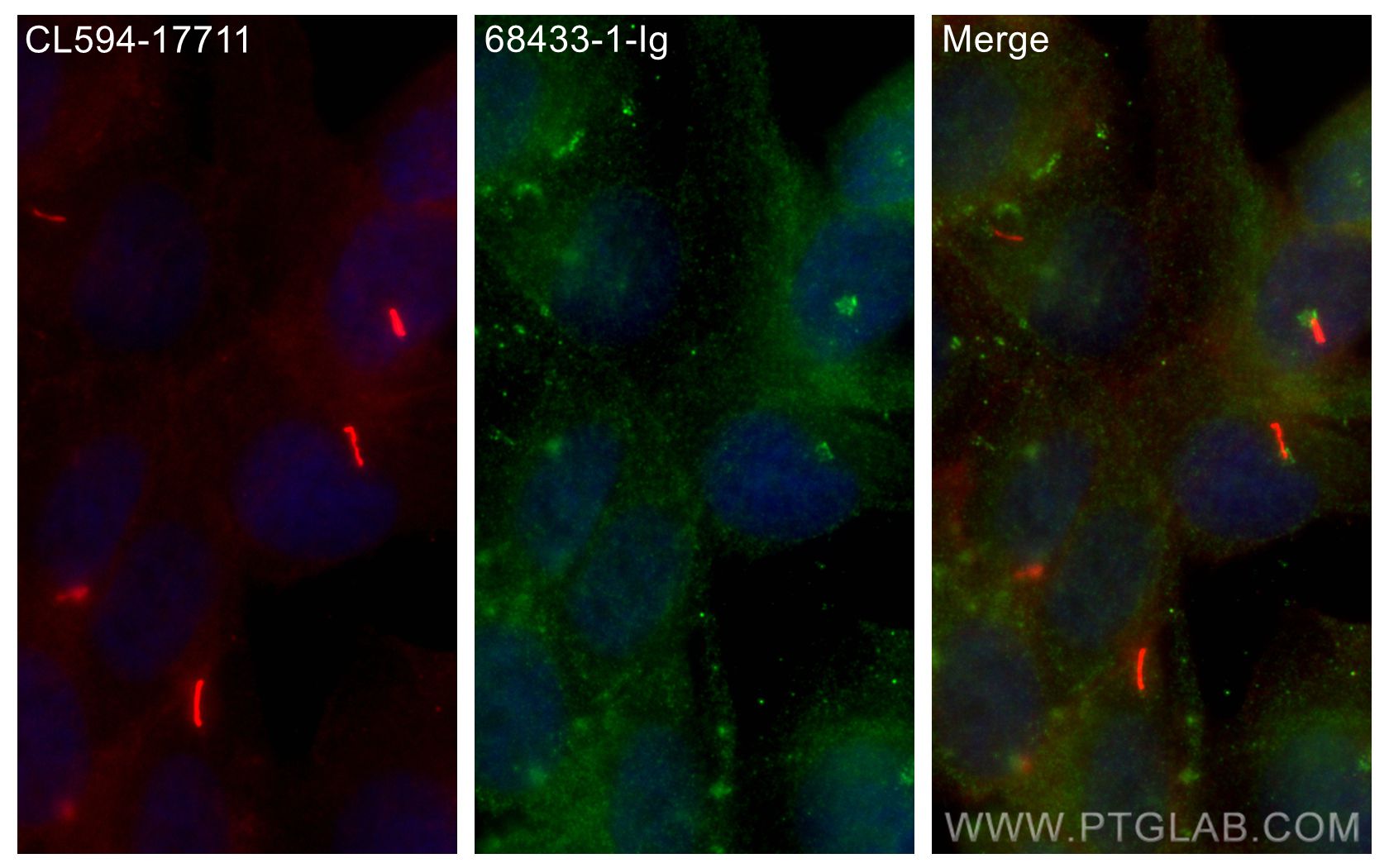 IF Staining of hTERT-RPE1 using 68433-1-Ig (same clone as 68433-1-PBS)