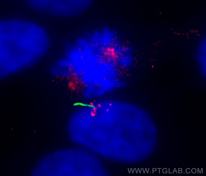 IF Staining of hTERT-RPE1 using 68433-1-Ig