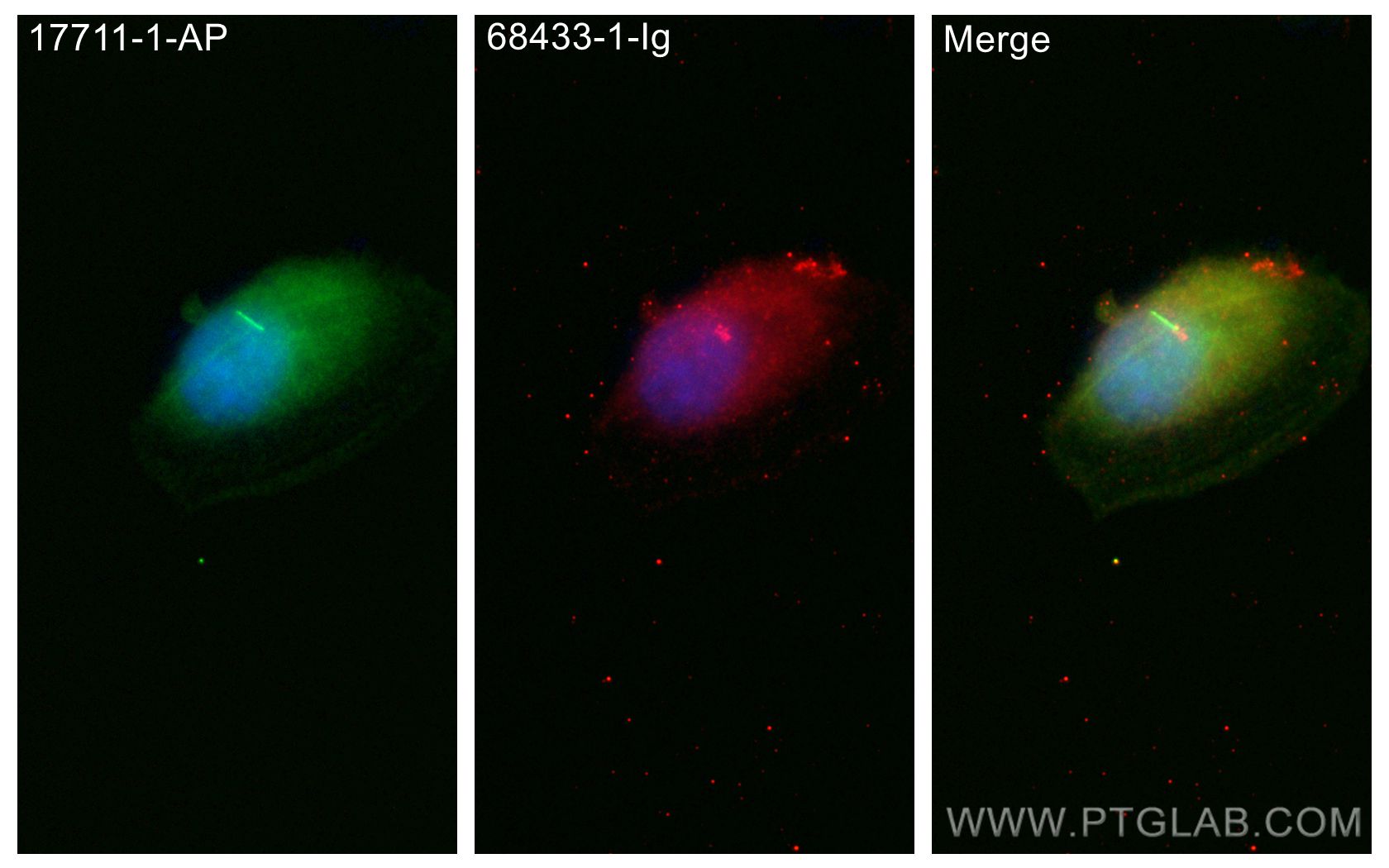 IF Staining of ARPE-19 using 68433-1-Ig (same clone as 68433-1-PBS)