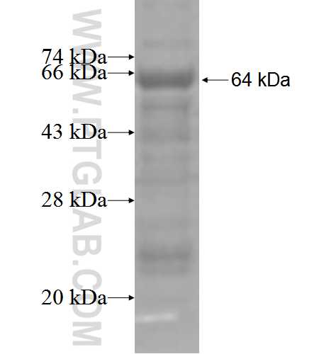 CETP fusion protein Ag3923 SDS-PAGE