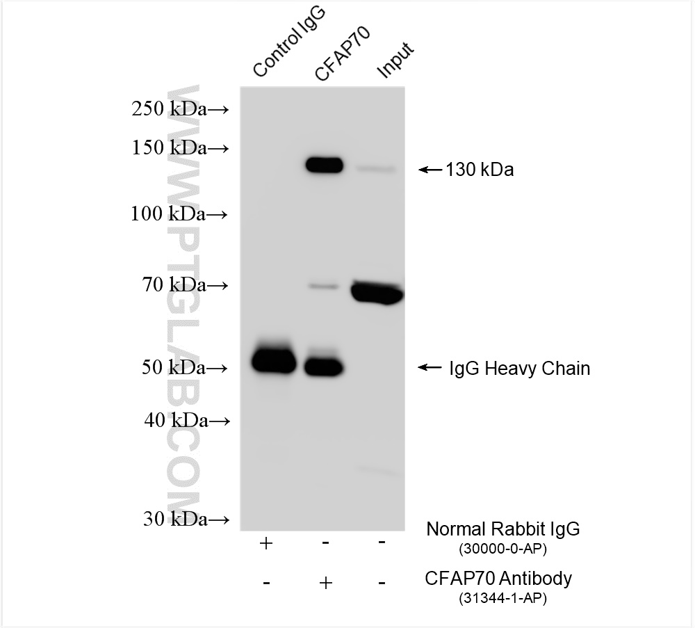 CFAP70