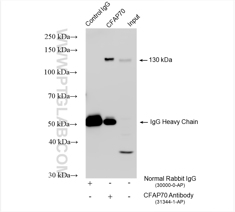 IP experiment of mouse testis using 31344-1-AP