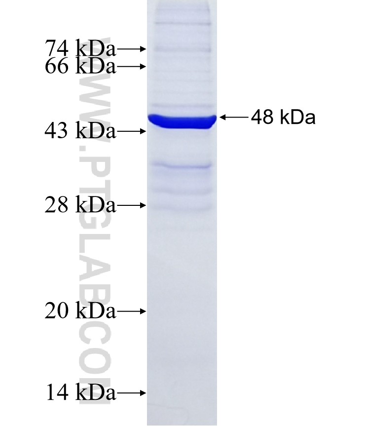 CFC1 fusion protein Ag12373 SDS-PAGE CFC1 fusion protein Ag12373 SDS-PAGE