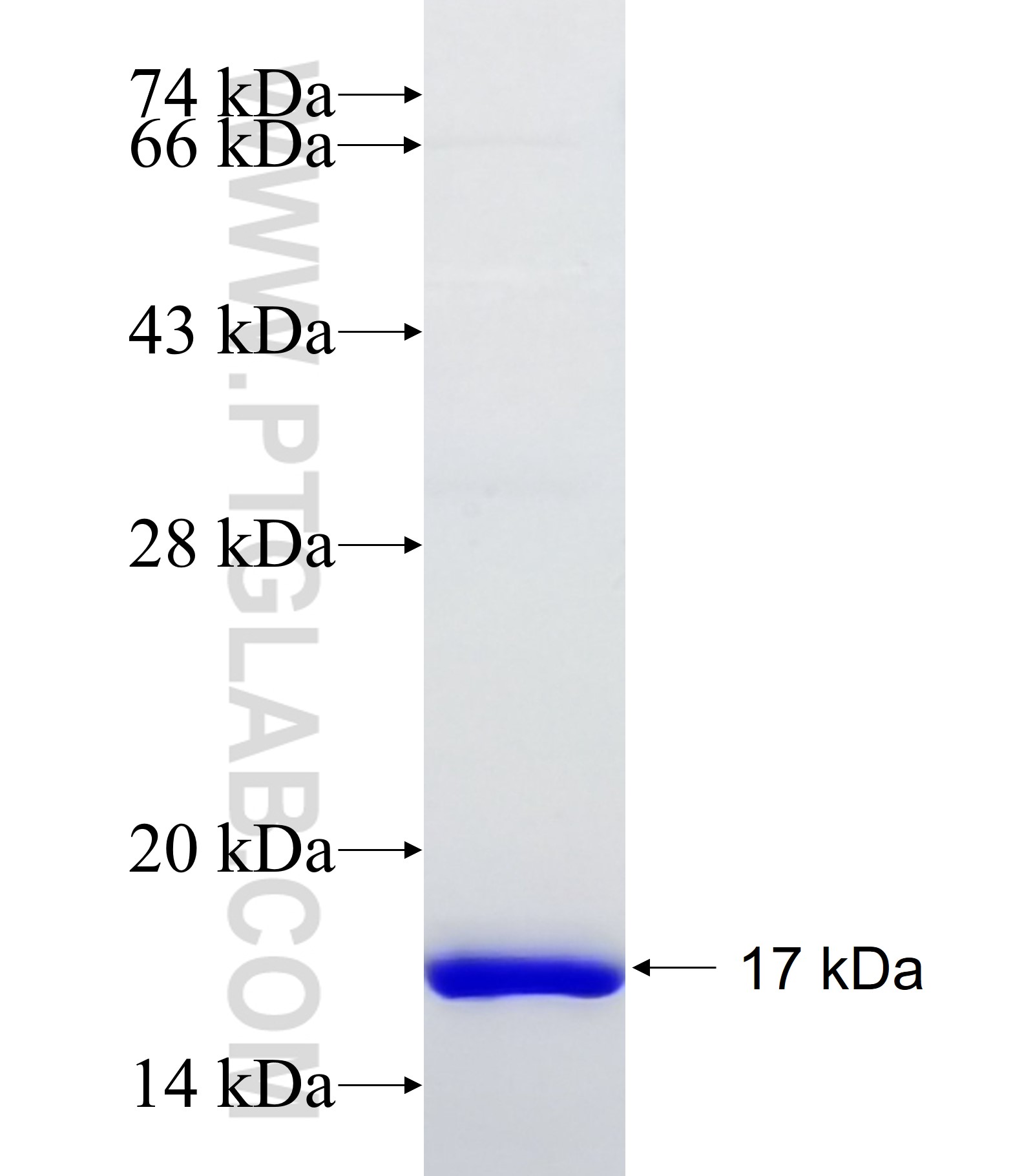 CFD fusion protein Ag23767 SDS-PAGE