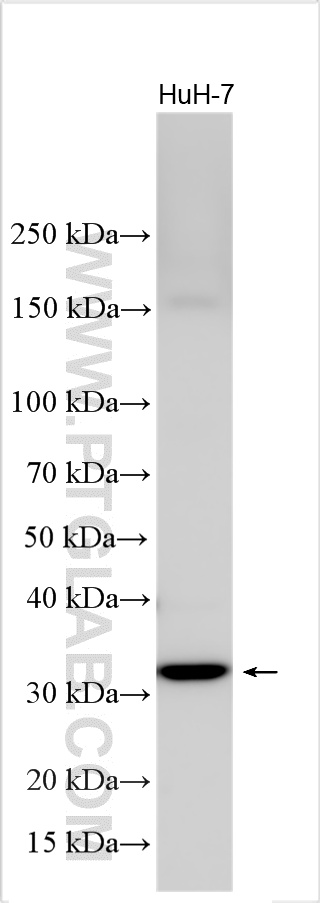 HuH-7 cells were subjected to SDS PAGE followed by western blot with 24048-1-AP (CFHR2 antibody) at dilution of 1:3000 incubated at room temperature for 1.5 hours. WB analysis using 24048-1-AP