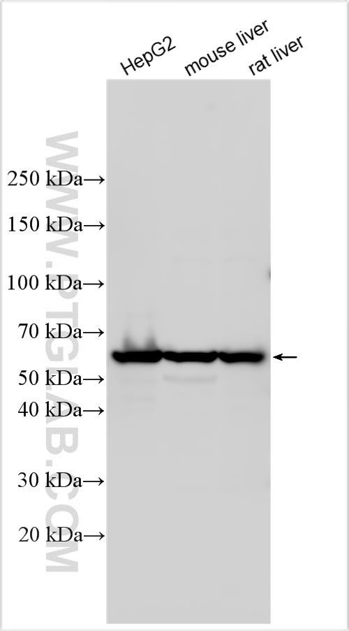 WB analysis using 32379-1-AP