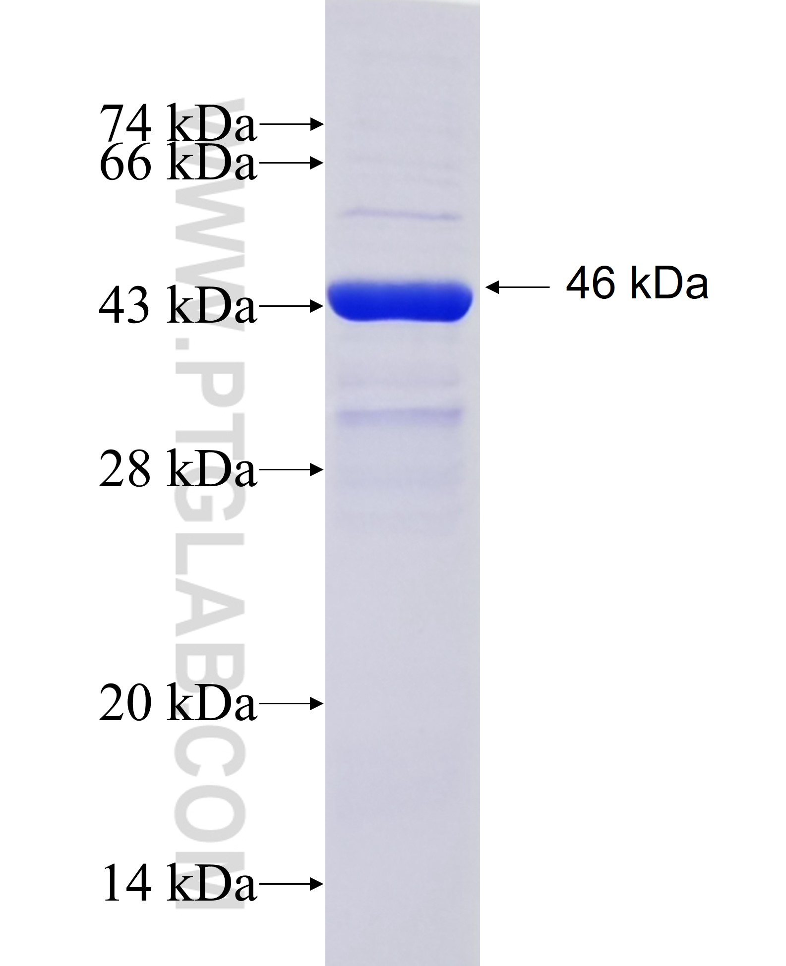 CFHR5 fusion protein Ag37714 SDS-PAGE
