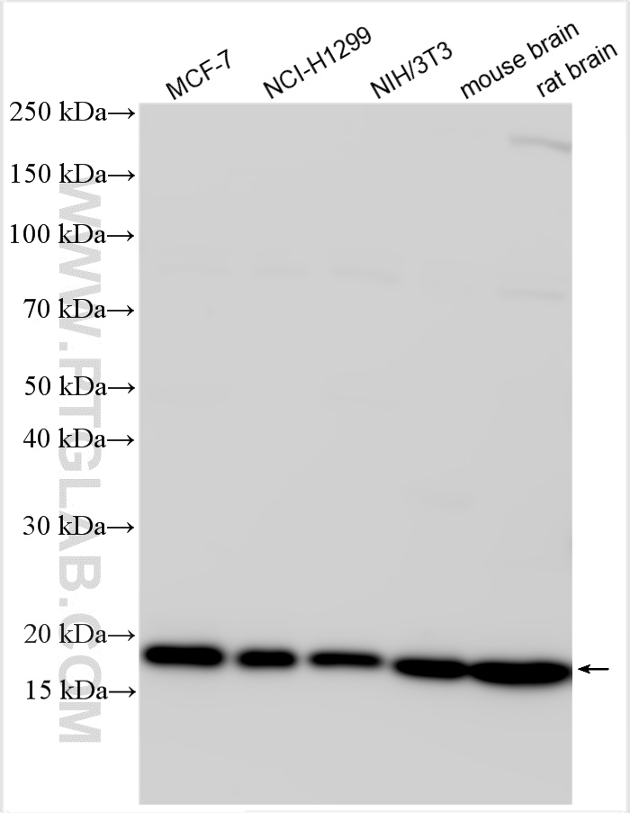 WB analysis using 10960-1-AP