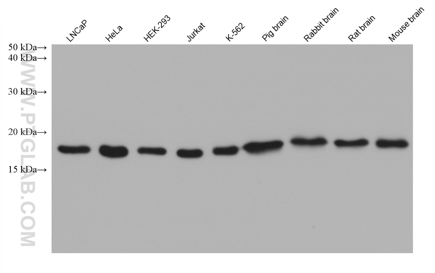 WB analysis using 66057-1-Ig