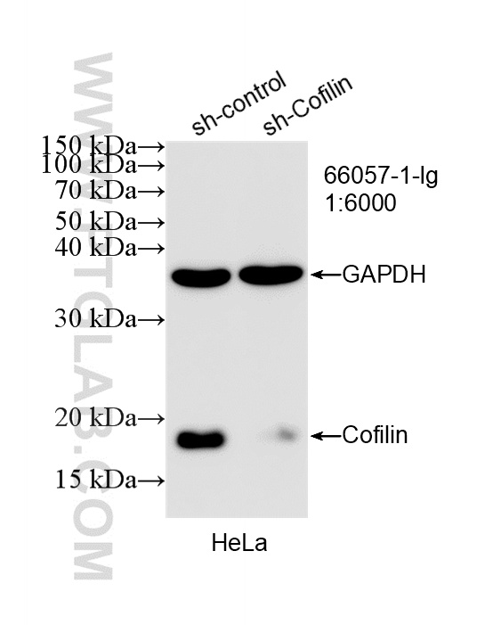 WB analysis of HeLa using 66057-1-Ig WB analysis of HeLa using 66057-1-Ig