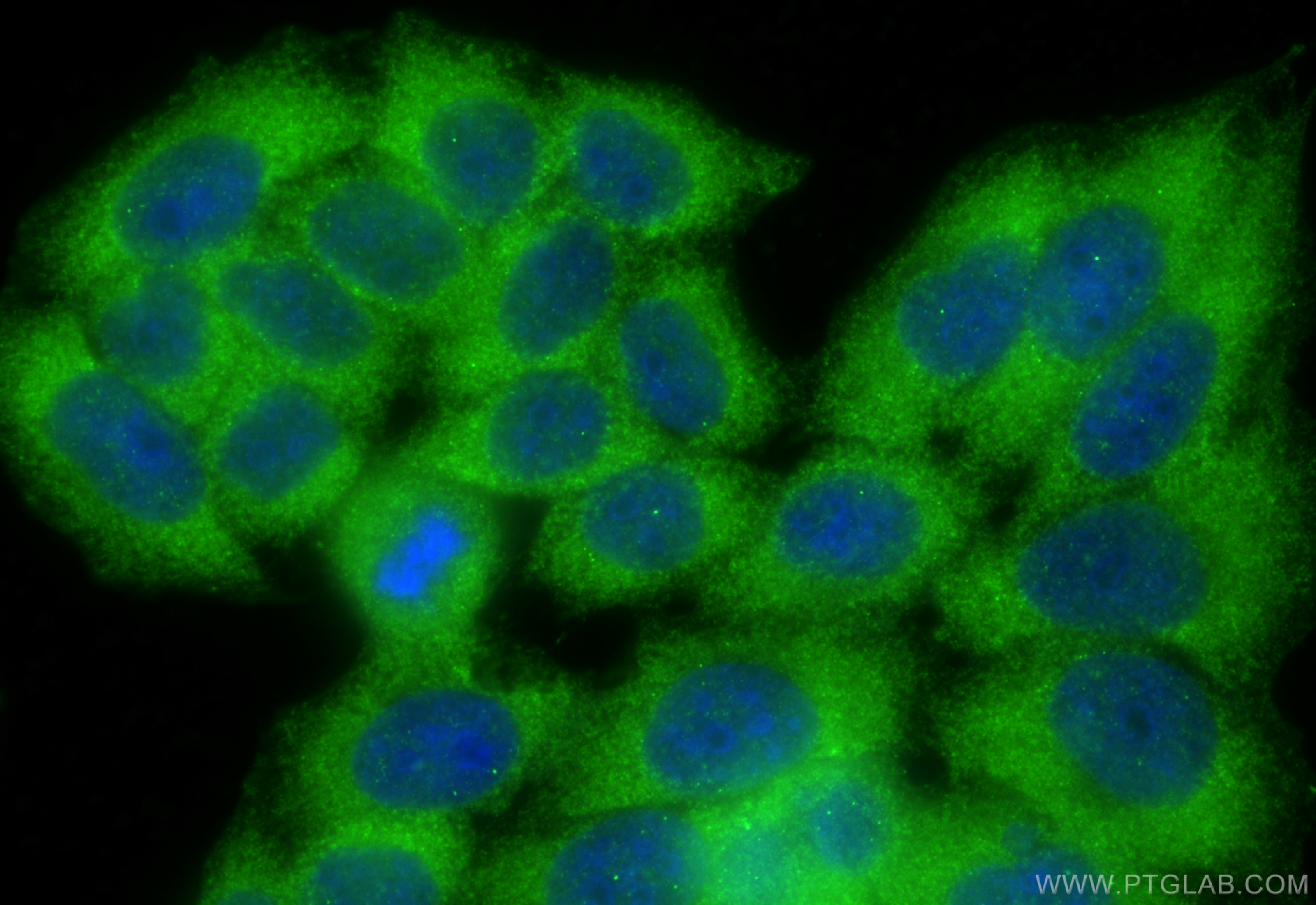 IF Staining of L02 using 11848-1-AP