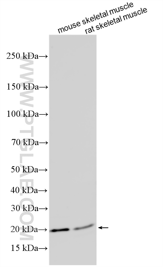 WB analysis using 11848-1-AP (same clone as 11848-1-PBS)