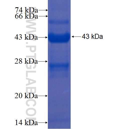 CFL2 fusion protein Ag2408 SDS-PAGE