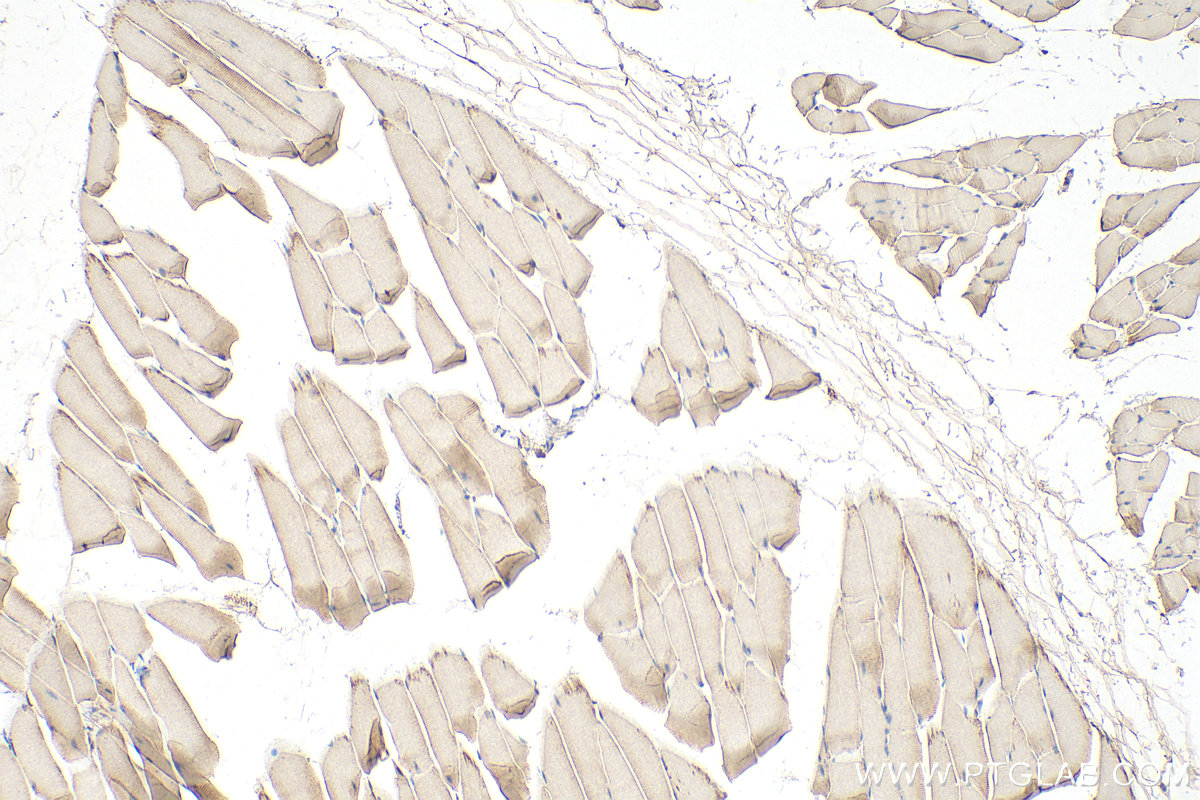 IHC staining of mouse skeletal muscle using 10394-1-AP