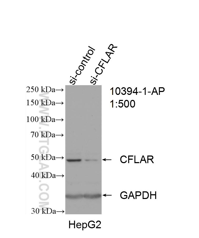 WB analysis of HepG2 using 10394-1-AP