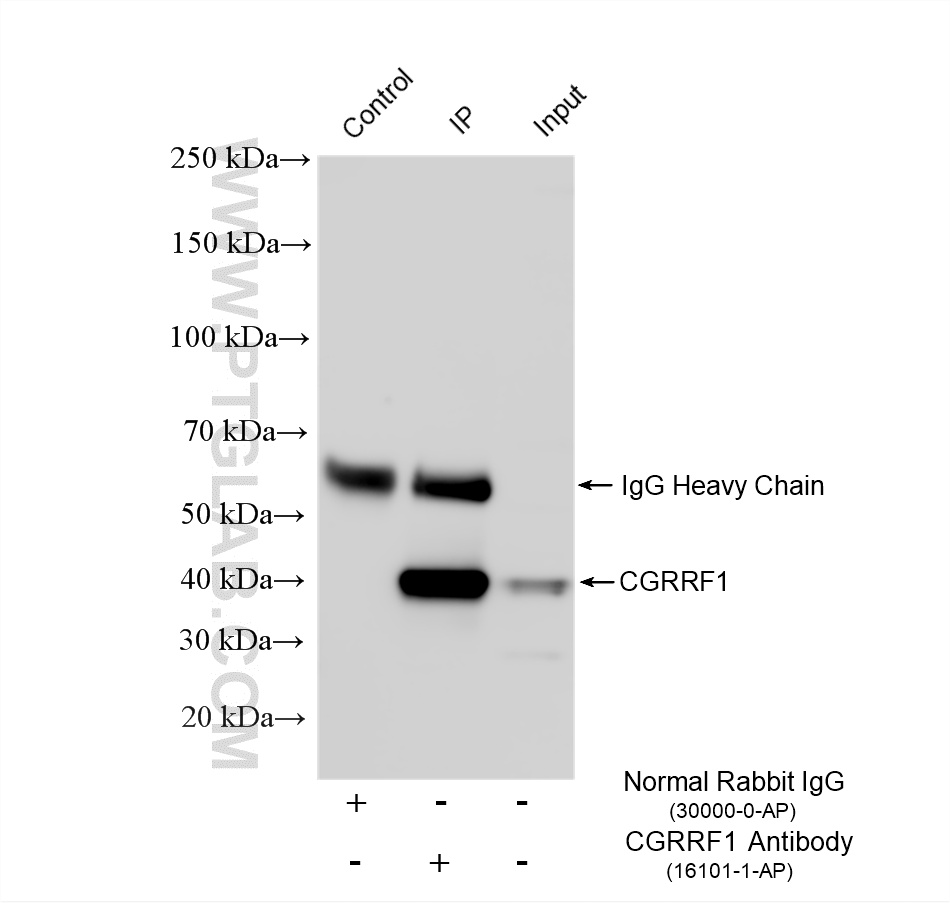 IP experiment of HepG2 using 16101-1-AP IP experiment of HepG2 using 16101-1-AP