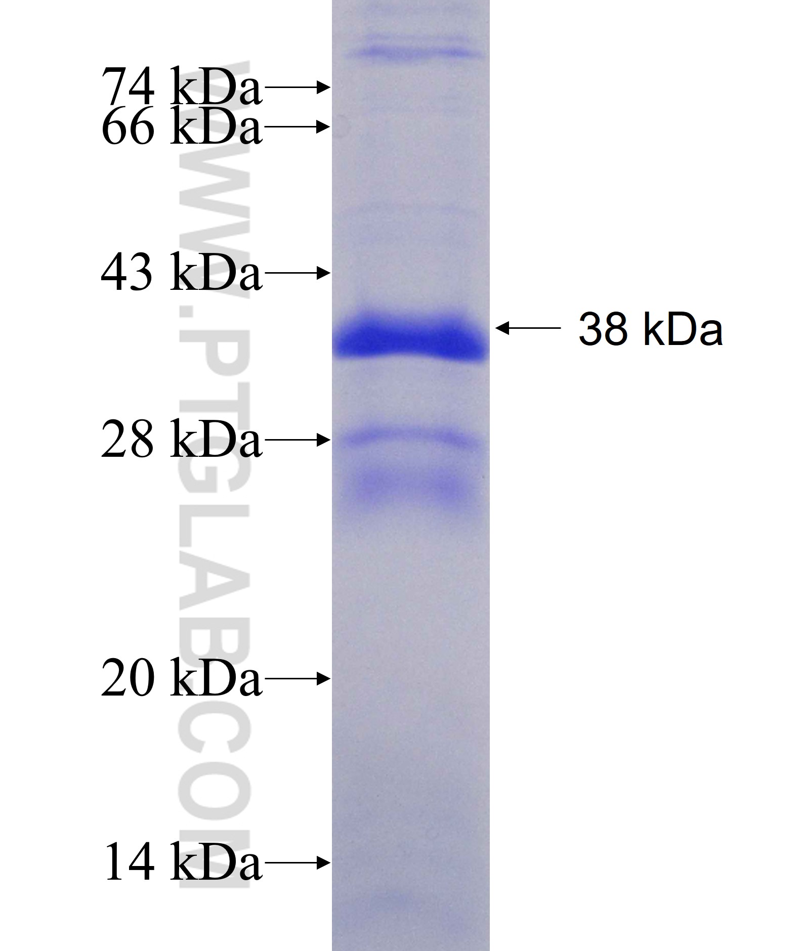 CGRRF1 fusion protein Ag8982 SDS-PAGE