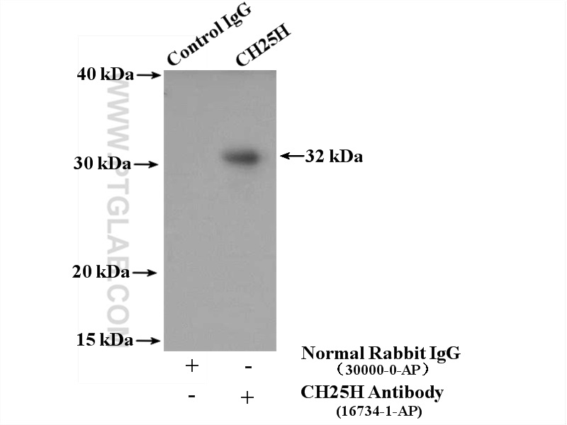 IP experiment of mouse liver using 16734-1-AP