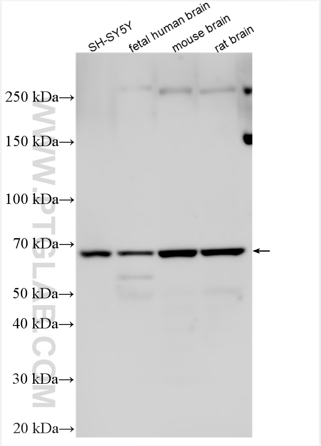 WB analysis using 20747-1-AP