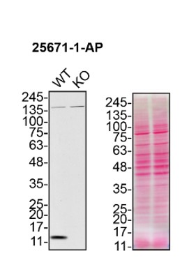 WB analysis of HAP1 using 25671-1-AP