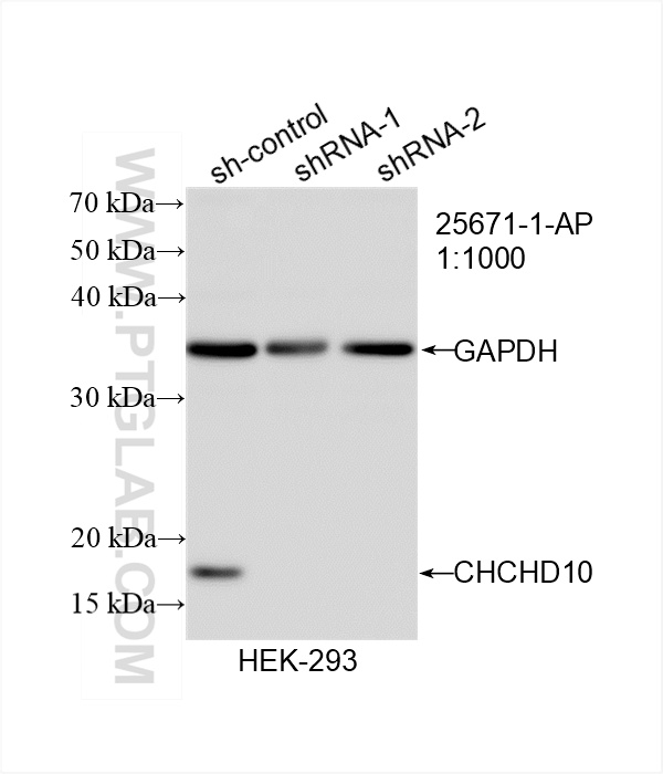 WB analysis of HEK-293 using 25671-1-AP
