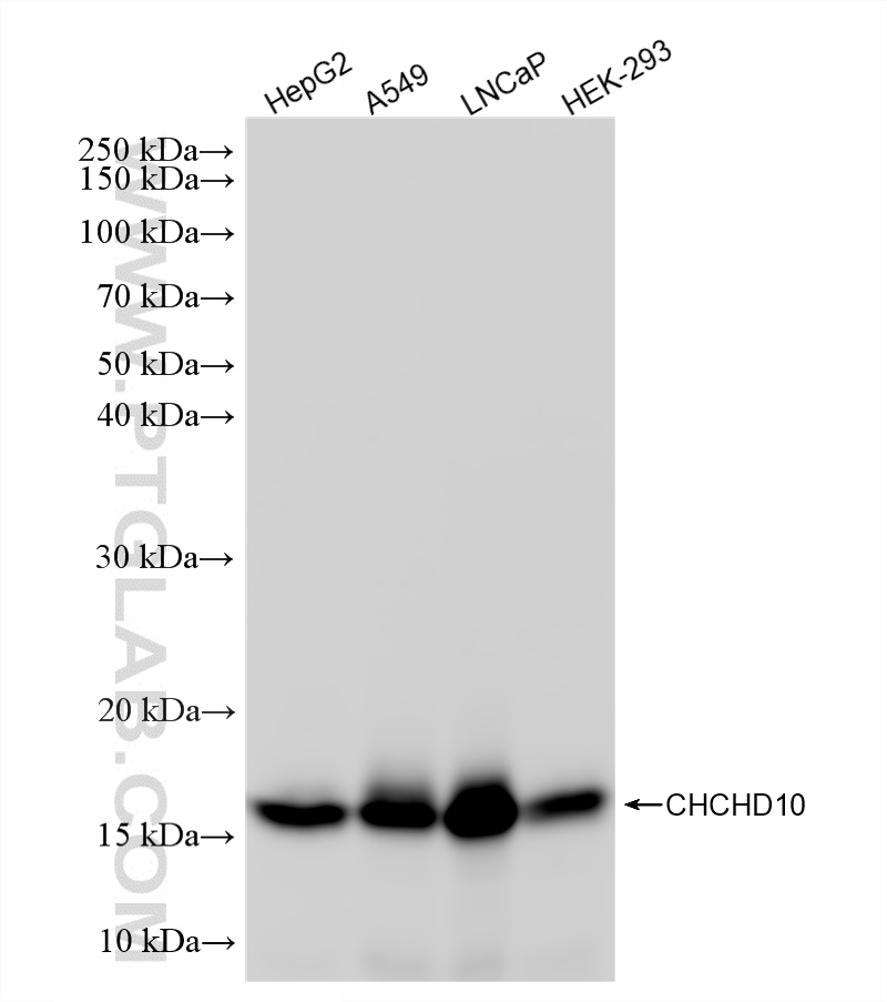WB analysis using 87812-1-RR (same clone as 87812-1-PBS) WB analysis using 87812-1-RR (same clone as 87812-1-PBS)