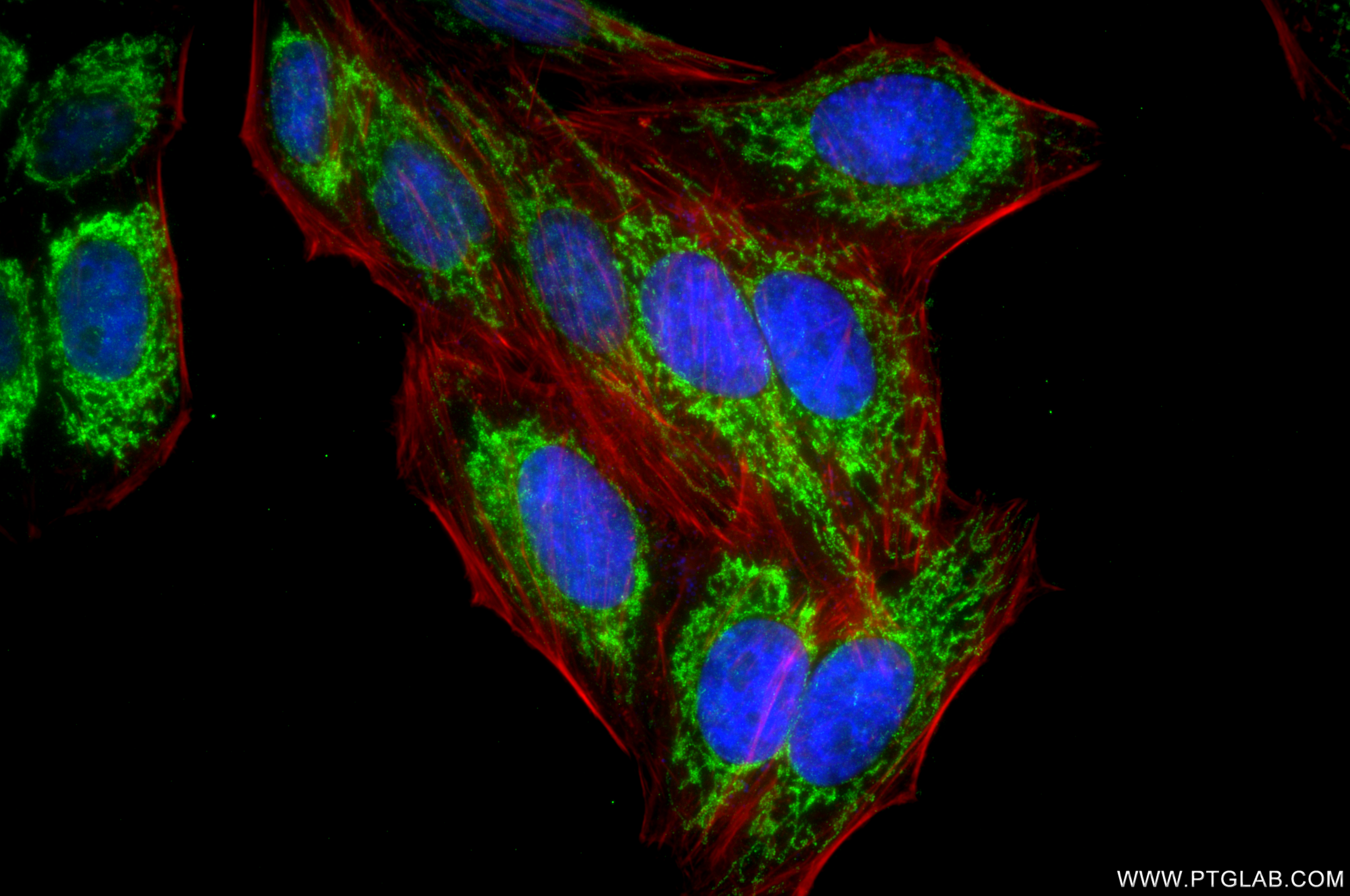 IF Staining of HepG2 using 87812-3-RR