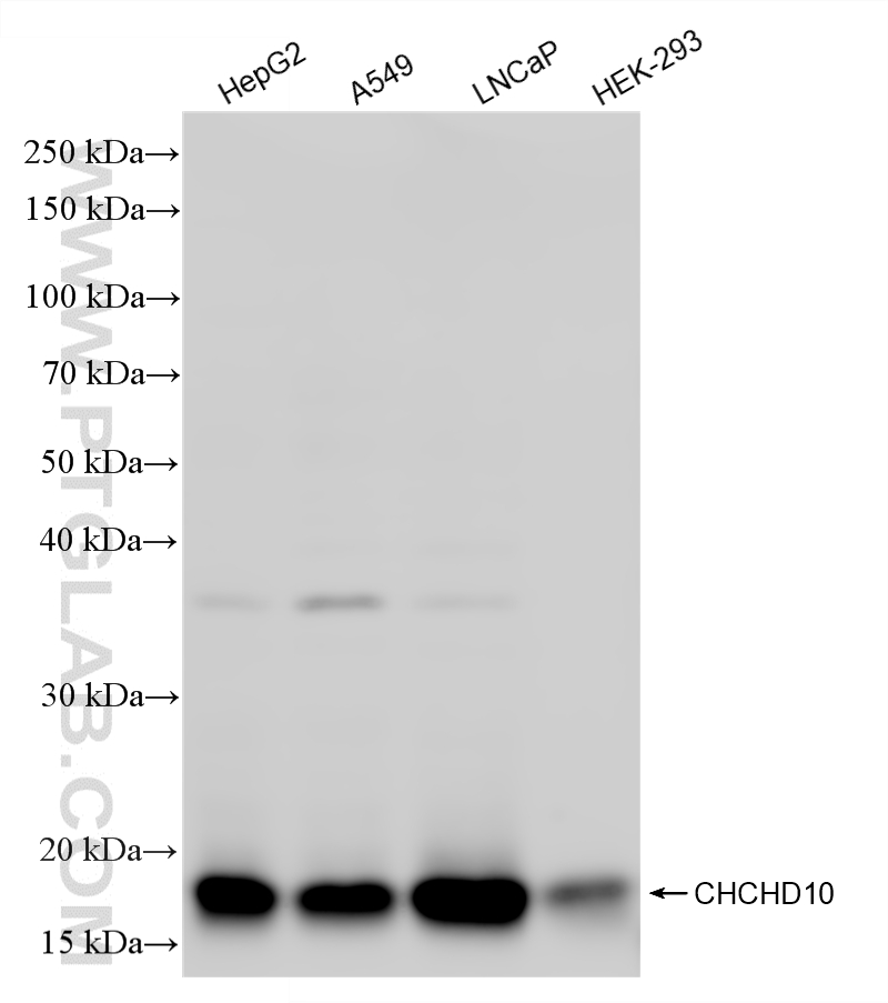 WB analysis using 87812-3-RR (same clone as 87812-3-PBS)
