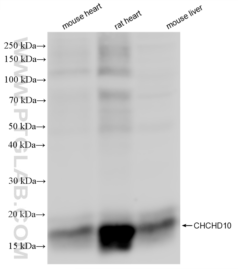 WB analysis using 87812-3-RR (same clone as 87812-3-PBS)