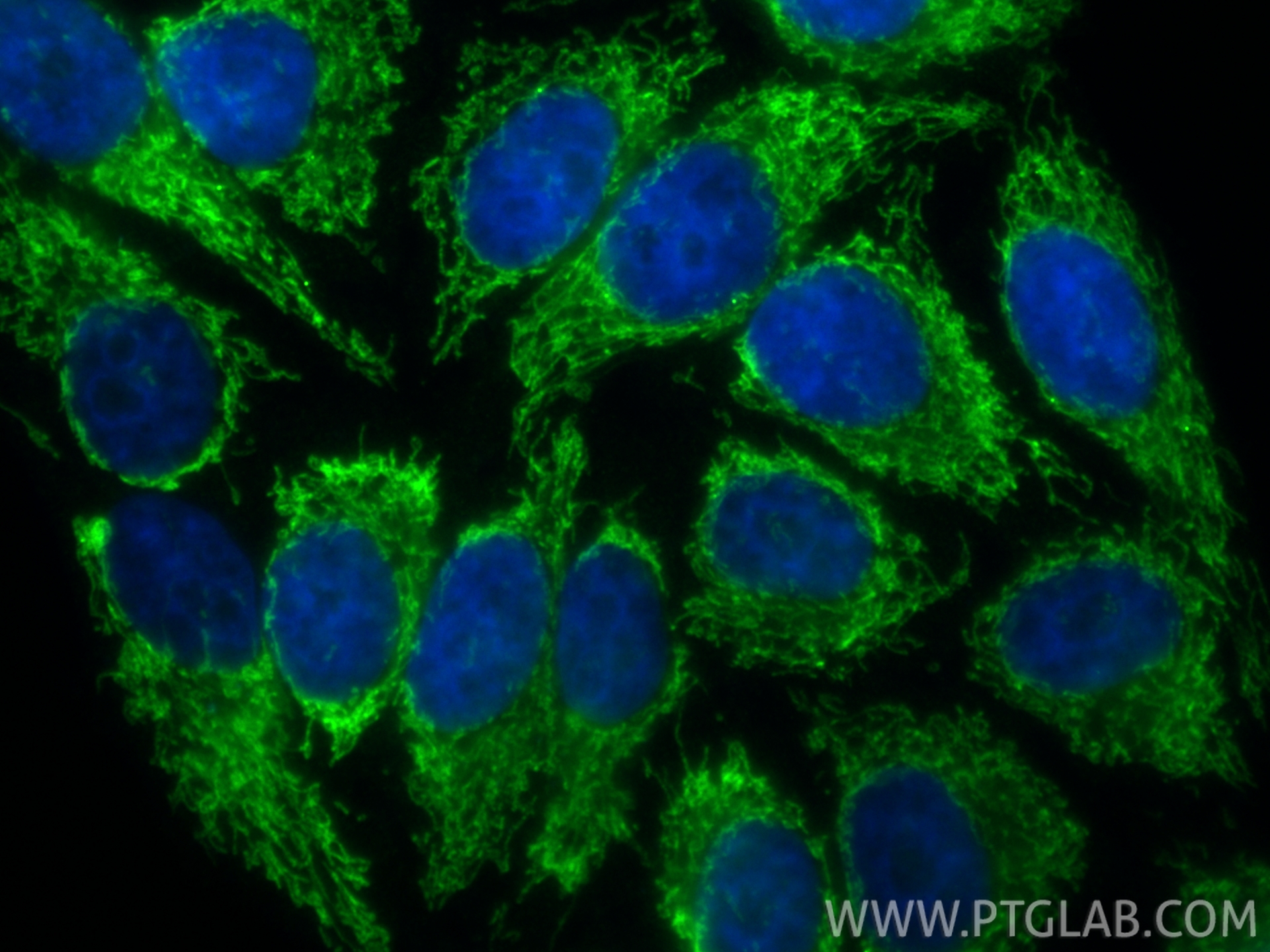 Immunofluorescent analysis of (4% PFA) fixed HepG2 cells using CoraLite® Plus 488 CHCHD2 antibody (CL488-66302, Clone: 2G1G10 ) at dilution of 1:200. IF Staining of HepG2 using CL488-66302