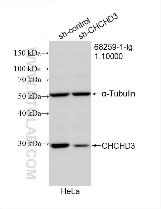 WB analysis of HeLa using 68259-1-Ig