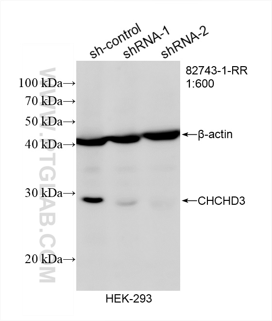 WB analysis of HEK-293 using 82743-1-RR
