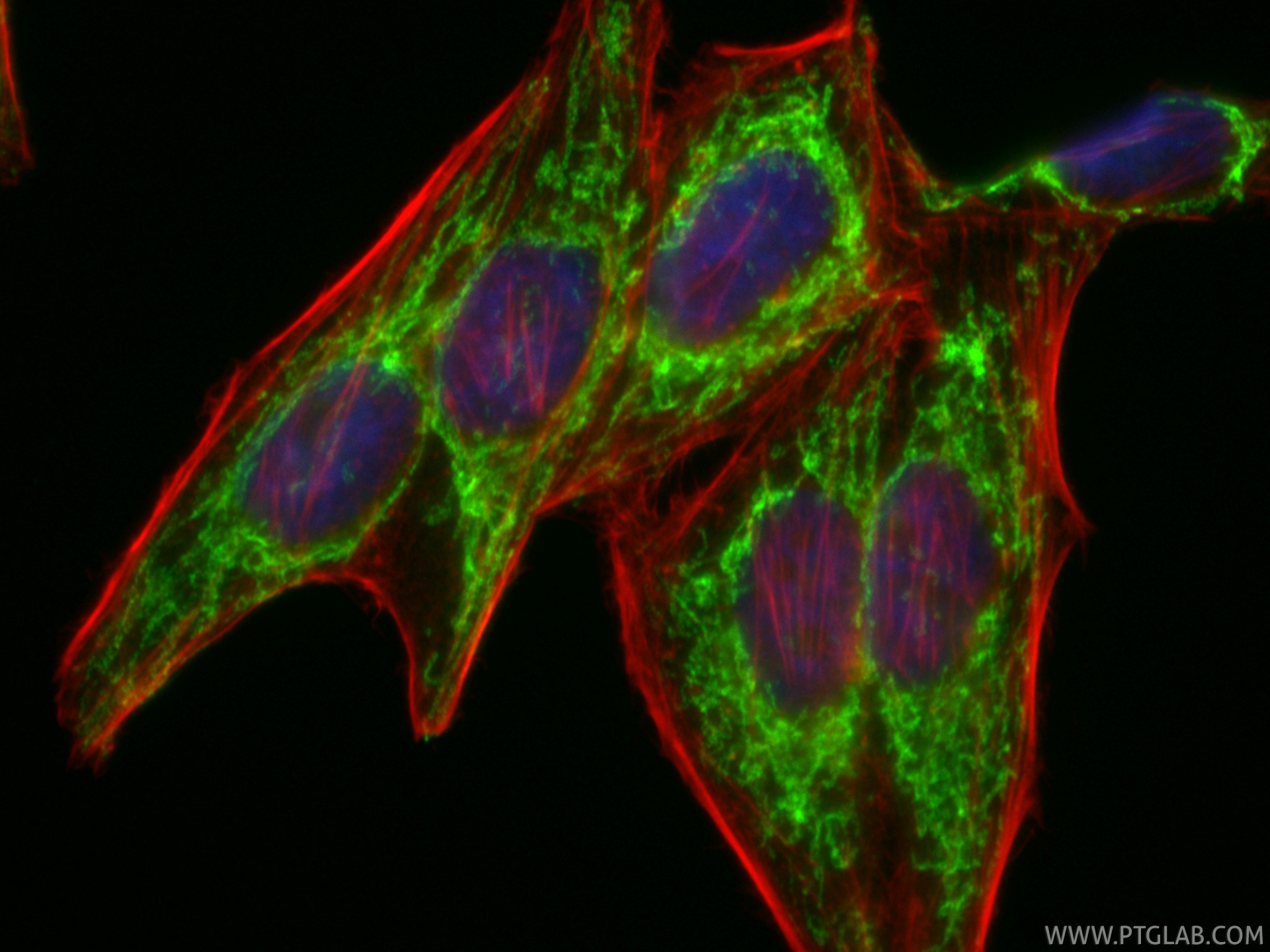 IF Staining of HepG2 using CL488-82743