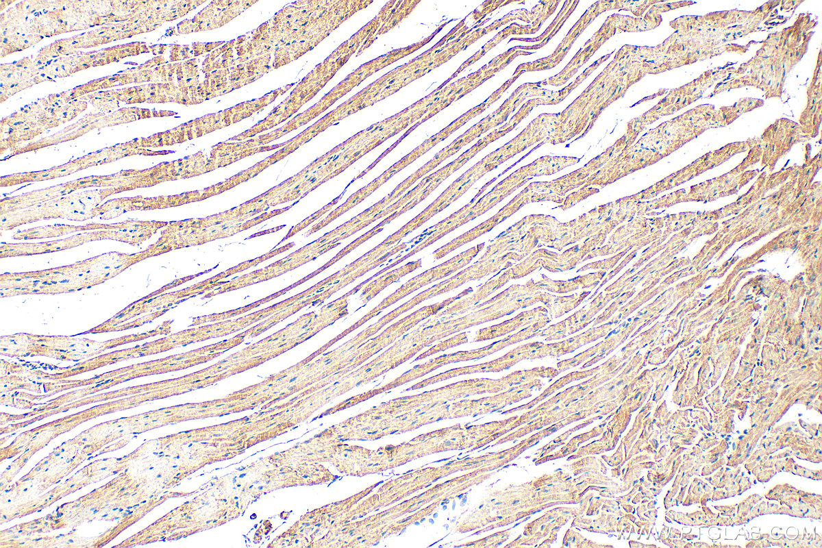 Immunohistochemical analysis of paraffin-embedded mouse heart tissue slide using 19911-1-AP (CHCHD7 antibody) at dilution of 1:200 (under 10x lens). Heat mediated antigen retrieval with Tris-EDTA buffer (pH 9.0). IHC staining of mouse heart using 19911-1-AP