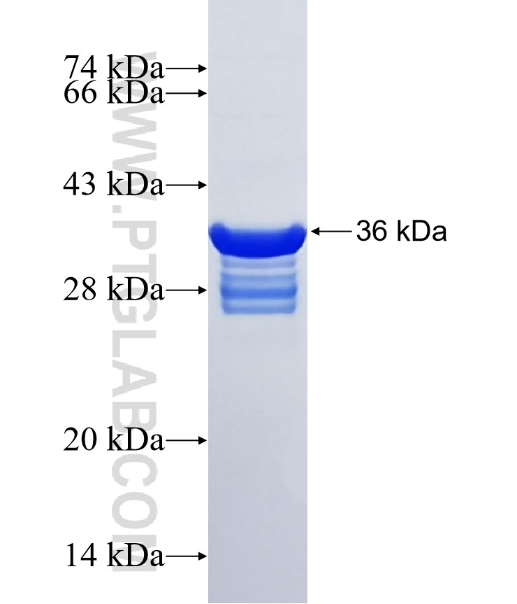 CHCHD7 fusion protein Ag13735 SDS-PAGE