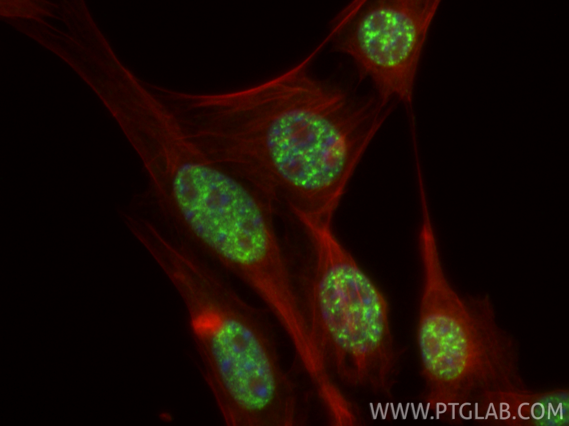 IF Staining of NIH/3T3 using 32923-1-AP