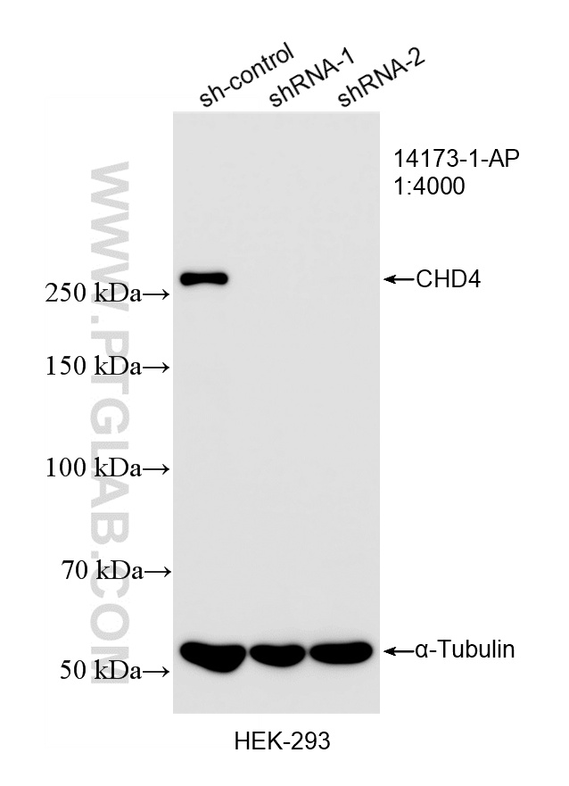 WB analysis of HEK-293 using 14173-1-AP