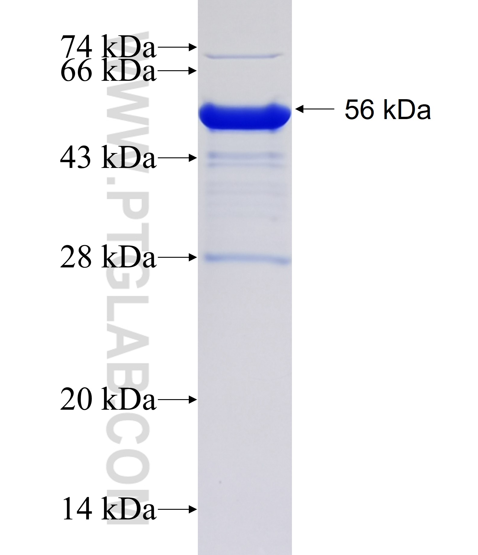 CHD5 fusion protein Ag18621 SDS-PAGE