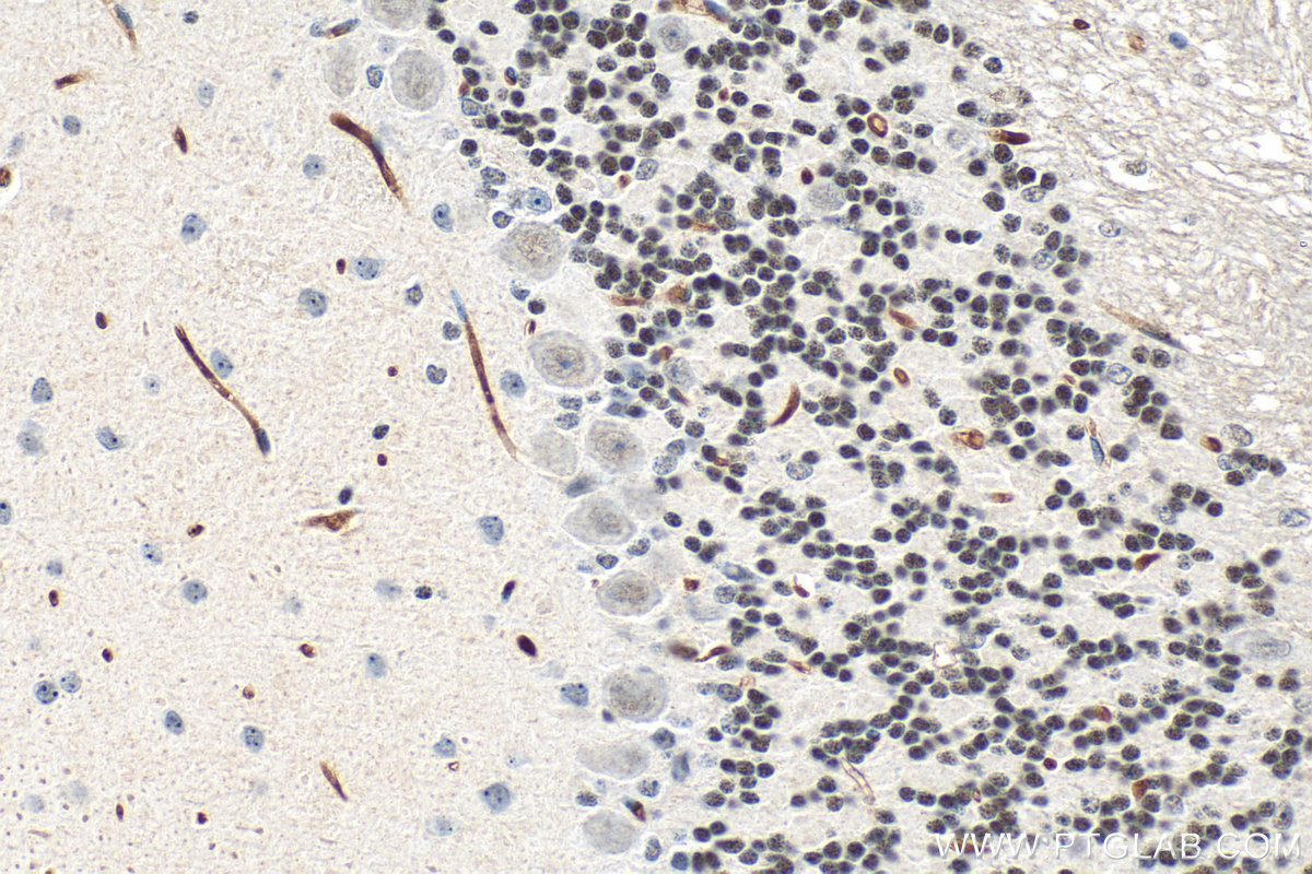 IHC staining of mouse cerebellum using 31919-1-AP