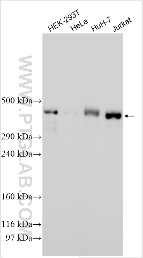 WB analysis using 31919-1-AP